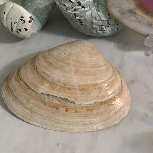 Shabby Chic Boho Shell Decor - Soy Wax Seashell Tea Light Candles- Set of Two - Picture 12 of 16